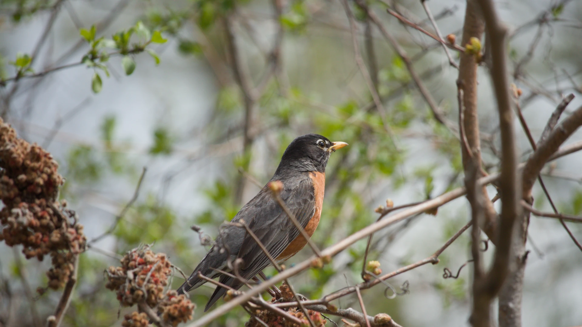 Robin